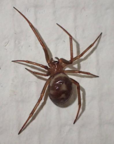 Steatoda grossa